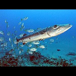 Meet your Posher, Quan